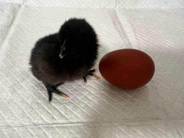 Ayam cemani + black jersey giant chicks NEW BREED 1