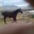 Percheron stud Colt 1 thumbnail