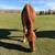 Grade Sorrel Mare 3 thumbnail
