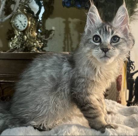 Maien Coon kit 1