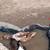 Call ducks 1 thumbnail