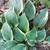 Master Gardener 3 thumbnail