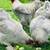 Brahma chicks 2 thumbnail