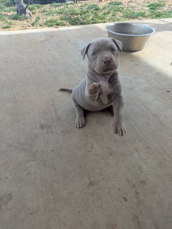 American bully XL 1