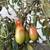 Super sweet and super organic tomatoes for sale 2 thumbnail