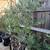 Olive trees 15 gallon pots 8 thumbnail