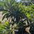 Loquat 12 thumbnail