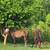 Running bred registerable appy colt 1 thumbnail