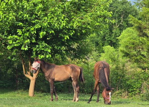 Running bred registerable appy colt 1