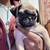 Pug puppies dogs 4 thumbnail