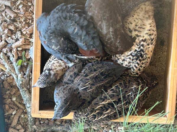Rehoming button quails 1