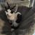 Devon rex/ sphynx 2 thumbnail