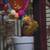 Baby Sun Conures 5 thumbnail