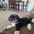 Shih Tzu Maltese mix 1 thumbnail