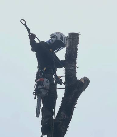 TREE REMOVAL 1