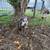 Kunekune piglets 1 thumbnail
