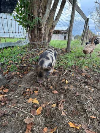 Kunekune piglets 1