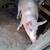PUERCOS, CERDOS, Pigs, hogs 2 thumbnail