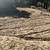 Rototilling (Pierce/King Counties) 17 thumbnail