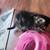 Kittens 10 thumbnail