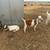 Young Boer goats 2 thumbnail