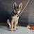 German shepherd mix 1 thumbnail