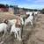 Goats for sale 7 thumbnail