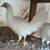 Layer pullets. 12-Different breeds. 7+egg colors. 3 thumbnail