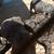 Small dog 2 thumbnail