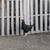 Free Chicken Roosters for Flock Or Food 2 thumbnail