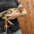Young Hens 2 thumbnail