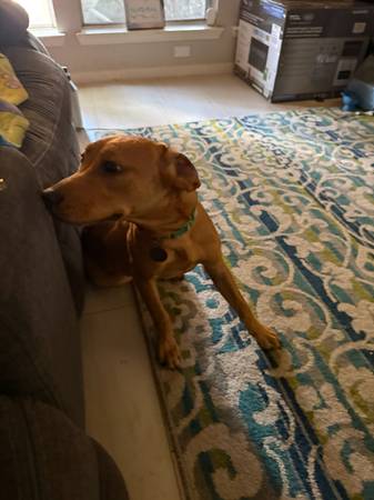 Puppy (Seabrook)