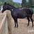 7 year old riding mare 1 thumbnail