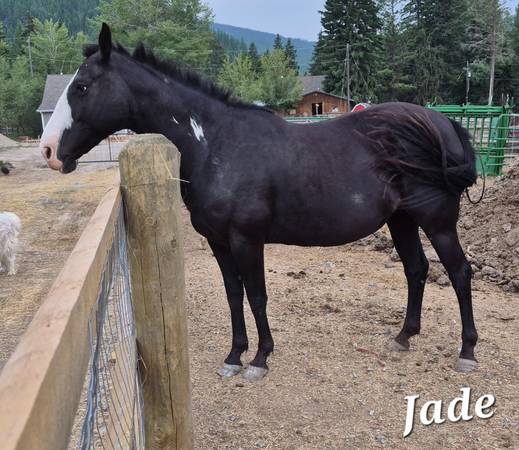 7 year old riding mare 1