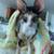 Cornish Rex Kittens 22 thumbnail