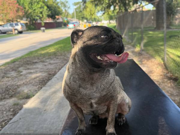 Looking for male pug for breed.63859315438849123
