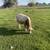 Mini brindle exotic bull 4 thumbnail