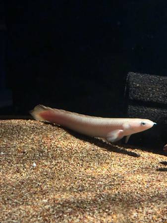 Platinum senegal bicher 1