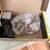 Lab microscope and tons of slides 5 thumbnail