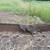 1 year old pheasant 2 thumbnail