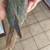 Conure Baby Bird 2 thumbnail