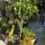 various trees and plants for sale 18 thumbnail