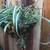 Healthy spider plant in a beautiful wrought iron hanging basket 3 thumbnail
