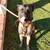 Male Belgian malinois 1 thumbnail