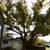 GREENWAY TREE SERVICE AND STUMP GRINDING 1 thumbnail
