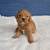 Cavapoos 21 thumbnail