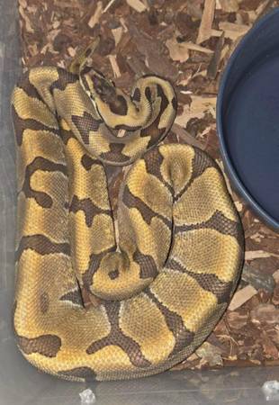Enchi Possible Super Het Clown BP 1
