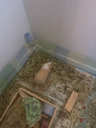 Bonded male gunipigs (Everett)63870900779649123