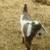 SOLD-MDGA PUREBRED Mini Nubian Polled Moon Spotted Breeding Buck  Goat 9 thumbnail