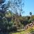 LICENSED TREE TRIMMING,TREE REMOVAL, STUMP GRINDING & MUCH MORE 18 thumbnail